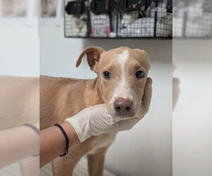 Mutt Dogs for adoption in Bakersfield, CA, USA