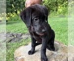 Small #2 Golden Labrador
