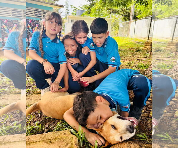 Medium Photo #6 Retriever -Unknown Mix Puppy For Sale in Virginia Beach, VA, USA