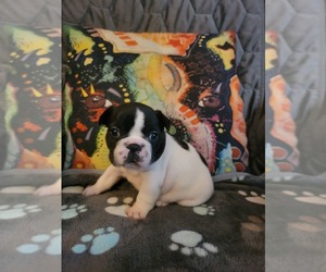 Faux Frenchbo Bulldog Puppy for sale in BEAVER DAM, WI, USA