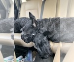 Small #48 Schnauzer (Giant)