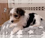 3 Parti Biewer - Female Biewer Yorkie Puppy for Sale - Photo #5