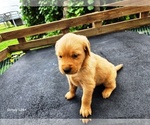 Small #2 Golden Retriever