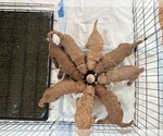 Small #7 Goldendoodle