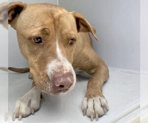 Labrador Retriever-Unknown Mix Dogs for adoption in Houston, TX, USA