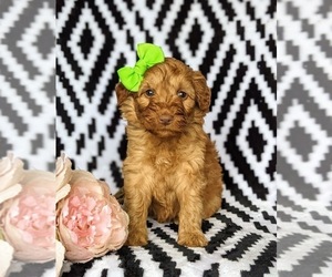 Double Doodle Puppy for sale in NOTTINGHAM, PA, USA