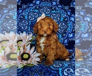 Double Doodle Puppy for sale in NOTTINGHAM, PA, USA