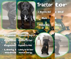 Mutt Dogs for adoption in Jacksonville, NC, USA