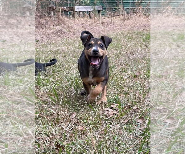 Medium Photo #3 Mutt Puppy For Sale in Slidell, LA, USA