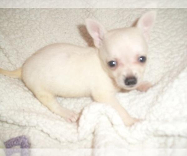 Medium Photo #3 Chihuahua Puppy For Sale in JACKSON, MS, USA