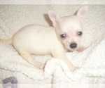 Small Photo #3 Chihuahua Puppy For Sale in JACKSON, MS, USA