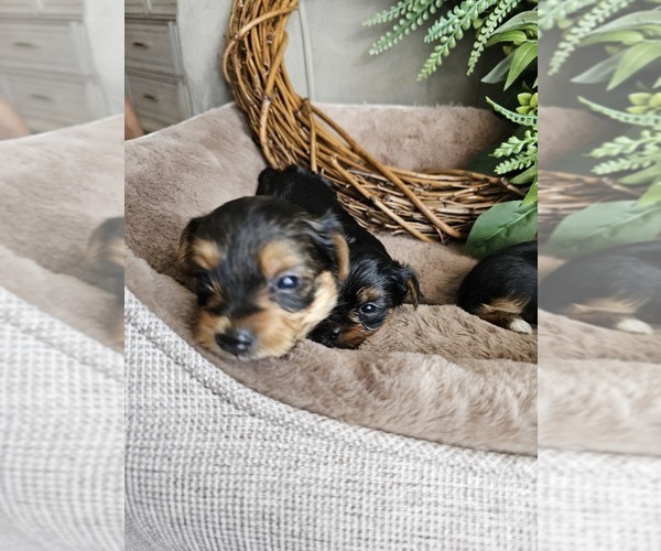 Medium Photo #4 Yorkshire Terrier Puppy For Sale in SALEM, OR, USA