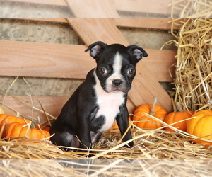 Boston Terrier Puppy for sale in SHILOH, OH, USA