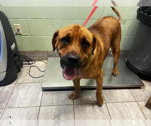 Medium Photo #1 Mastiff-Unknown Mix Puppy For Sale in Grand Prairie, TX, USA