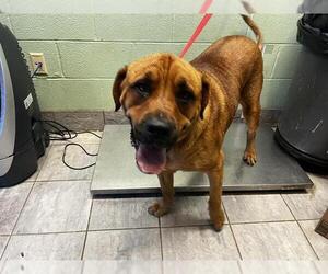 Mastiff-Unknown Mix Dogs for adoption in Grand Prairie, TX, USA