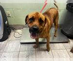 Small Mastiff Mix