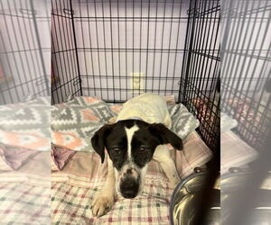 Rat Terrier-Spaniel Mix Dogs for adoption in Gloversville, NY, USA