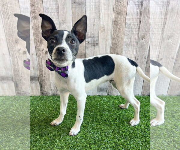Medium Photo #1 Chihuahua-Unknown Mix Puppy For Sale in Corona, CA, USA