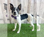 Small Chihuahua Mix