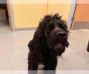 Cocker Spaniel Dogs for adoption in Orange, CA, USA
