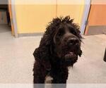 Small Cocker Spaniel