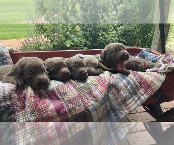 Medium Photo #1 Labrador Retriever Puppy For Sale in MIDDLEBURY, IN, USA