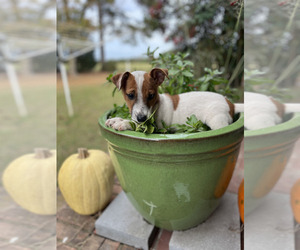 Jack Russell Terrier Puppy for sale in NASHVILLE, NC, USA