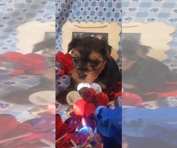 Medium Photo #5 Yorkshire Terrier Puppy For Sale in AKRON, OH, USA
