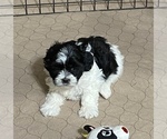 Small Photo #3 Shih-Poo Puppy For Sale in GLOUCESTER, VA, USA