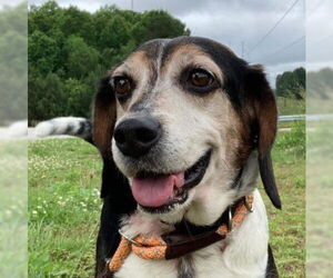 Beagle-Unknown Mix Dogs for adoption in Atlanta, GA, USA