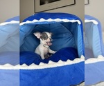 Small #13 Chihuahua