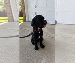 Small #4 Cock-A-Tzu