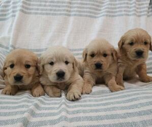 English Cream Golden Retriever Puppy for sale in SACRAMENTO, CA, USA