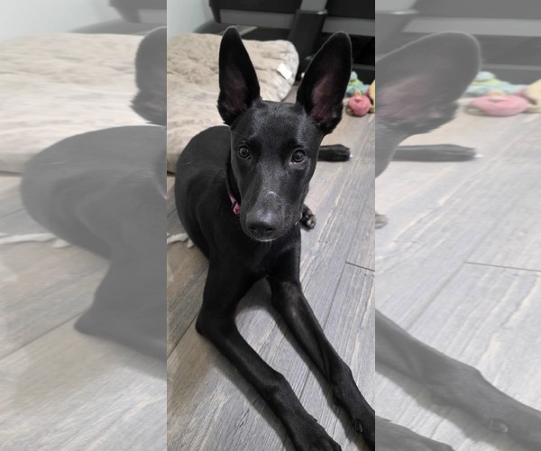 Medium Photo #5 Mutt Puppy For Sale in Stevens Point, WI, USA