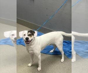 Mutt Dogs for adoption in Las Vegas, NV, USA