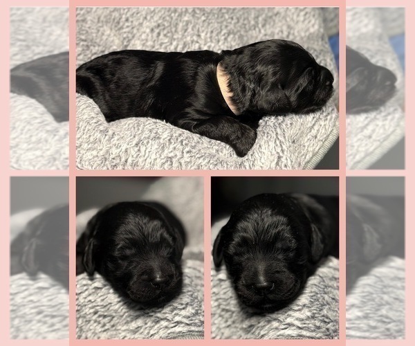 Medium Photo #29 Goldendoodle Puppy For Sale in HOWARD CITY, MI, USA