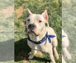 Small Photo #3 Dogo Argentino Puppy For Sale in BEAUMONT, CA, USA