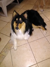 Collie Puppy for sale in ANDOVER, KS, USA