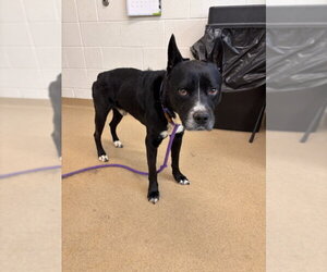 American Pit Bull Terrier-Siberian Husky Mix Dogs for adoption in Derwood, MD, USA
