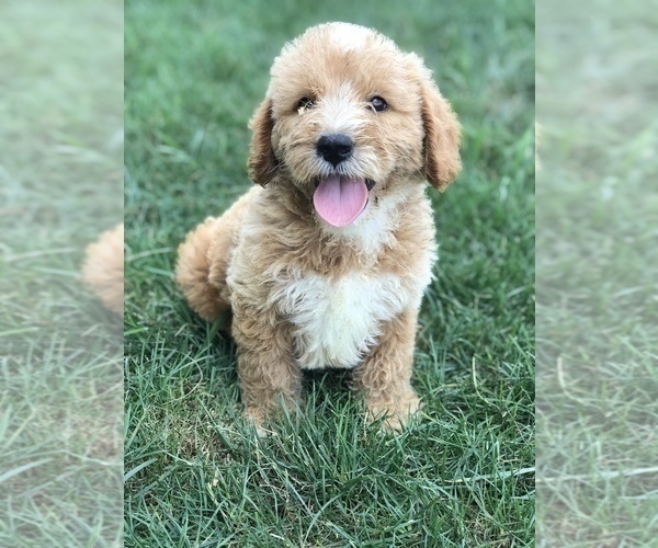 Medium Photo #4 Labradoodle-Poodle (Miniature) Mix Puppy For Sale in BOWLING GREEN, KY, USA