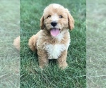 Small Photo #4 Labradoodle-Poodle (Miniature) Mix Puppy For Sale in BOWLING GREEN, KY, USA