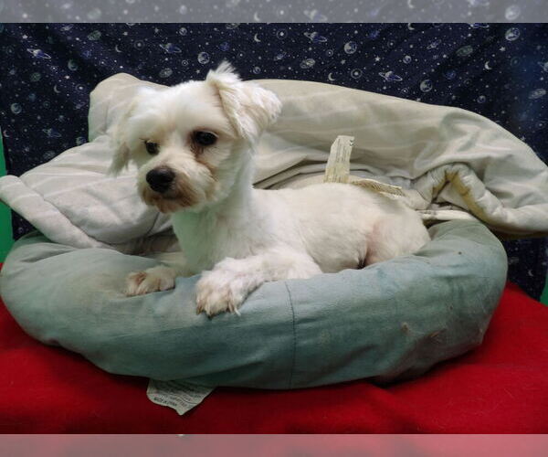 Medium Photo #9 Maltese Puppy For Sale in PATERSON, NJ, USA