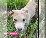Small #13 Labrador Retriever Mix