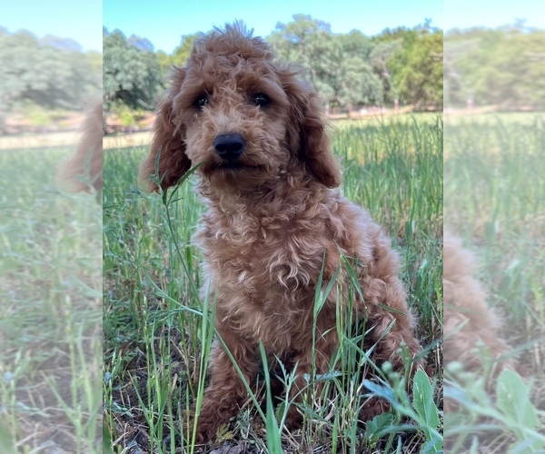 Medium Photo #4 Poodle (Toy) Puppy For Sale in AUBURN, CA, USA