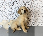 Small Photo #3 Golden Retriever Puppy For Sale in FRANKLIN, IN, USA