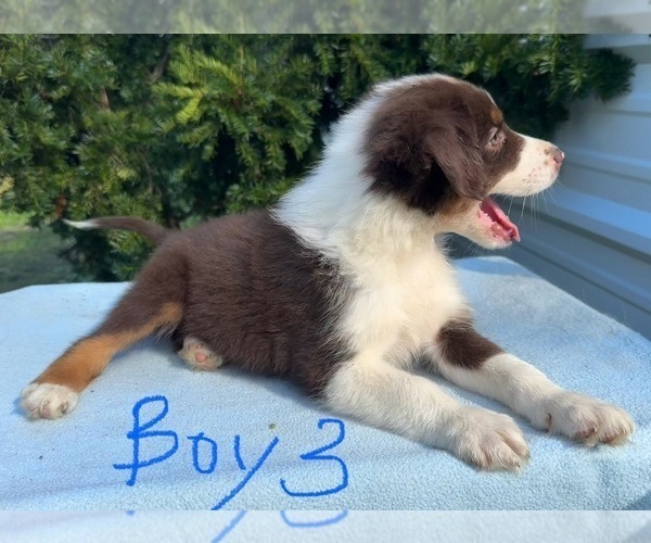 Medium Photo #14 Australian Shepherd Puppy For Sale in HYDEN, KY, USA