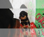 Small #2 Rottweiler