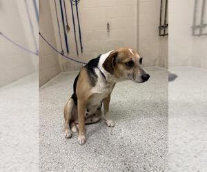 Beagle-Unknown Mix Dogs for adoption in Conroe, TX, USA