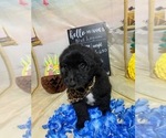 Puppy 5 Aussiedoodle