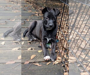 Border-Aussie Dogs for adoption in Des Moines, IA, USA